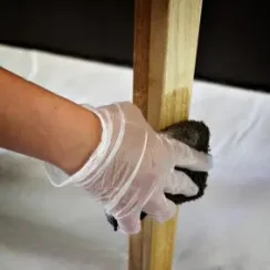 Hand protected with latex gloves staining a furniture leg